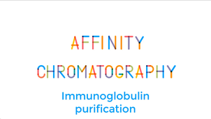 Affinity chromatography: Immunoglobulin purification