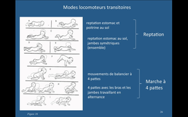 GCAAAPS24BOntogeneseEp07