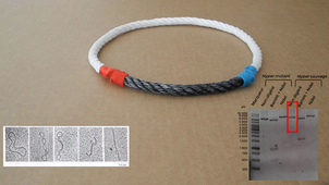 MEP201 - explication des résultats du TP3 (électrophorèse sur gel d'agarose)