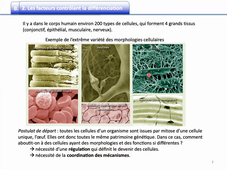 CPP_BIO2A_Cours4_Differenciation