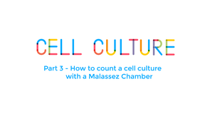 How to count a cell culture with a Malassez chamber