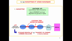 Cours3B_ChimieVivant