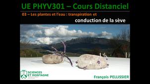 PHYV301 Cours Distanciel - 03 - Les plantes et l'eau - partie 2 La conduction de la sève