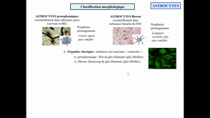 Cours5_Neurosciences_CellulesGliales