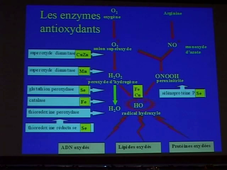 Stress biologiques, radicaux libres et maladies du vieillissement (2003)