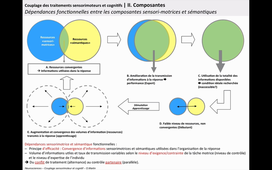 CN4 - ControleMoteur - Couplage Sensorimoteur-cognitif