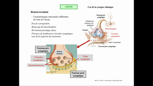 Neurones et classification 1 - CM3