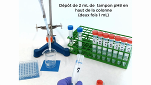 Chromatographie échangeuse d'ion - exercice MEP101