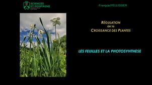 REGU301 - CM - Chapitre 5 - Feuilles & Photosynthèse