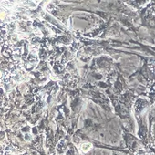 Video applications.wmv