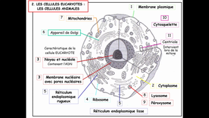 Cours4B_Cellule2