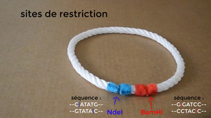 MEP201 - explication du clonage - TD3