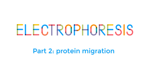 Electrophoresis part2: Protein migration