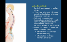 IOAAAPS24BOntogeneseEp01