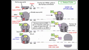 L1PSY_BasesBio_Génétique3