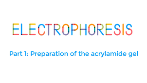 Electrophoresis part 1: Preparation of the acrylamide gel