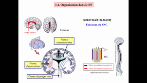 CM4_NeurosciencesFondamentales