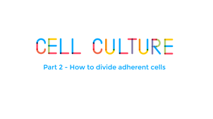 How to divide adherent cells