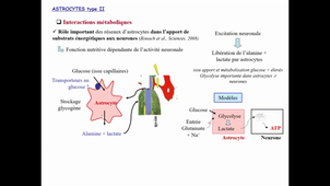 CM6_NeurosciencesFondamentales
