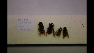 TOXICO_Frelons asiatiques_2023.mp4