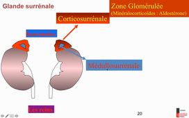 N2_physio_endocrino_EquilibreHydro-electrique_HB