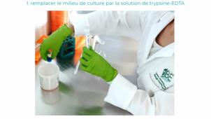 TP Bio 601 : culture cellulaire