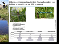 Les macro-invertébrés aquatiques des plans d'eau alpins en tant qu'indicateurs des changements climatiques