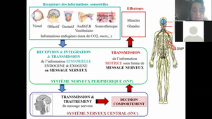 CM1_NeurosciencesFondamentales