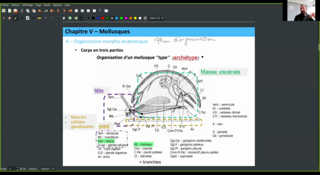 mollusques en 7 lettres